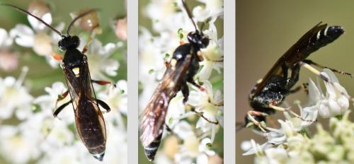 Réf. 265 630 : Ctenichneumon panzeri
